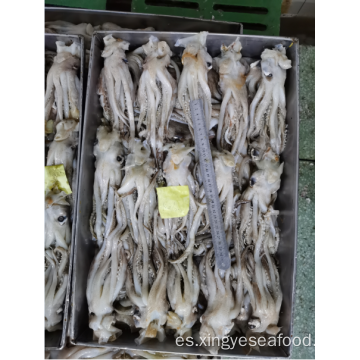 Squid congelado sobras de tentáculos Nototodarus Sloanii 180-200G